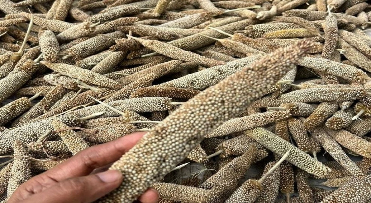 Bajra Benefits and Nutrition