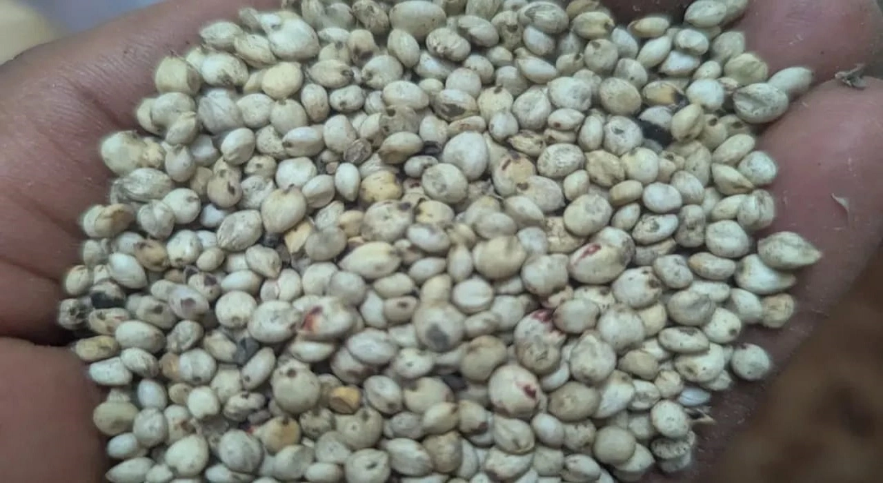 Sorghum Benefits and Nutrition