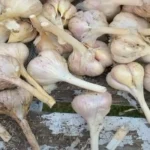 Health Benefits of Garlic