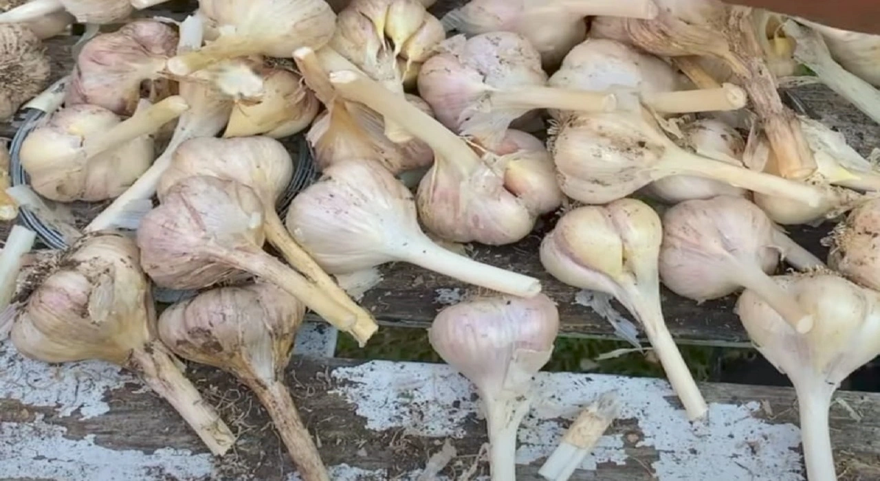 Health Benefits of Garlic