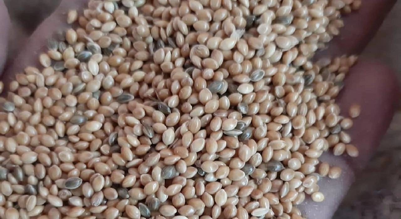 Proso Millet